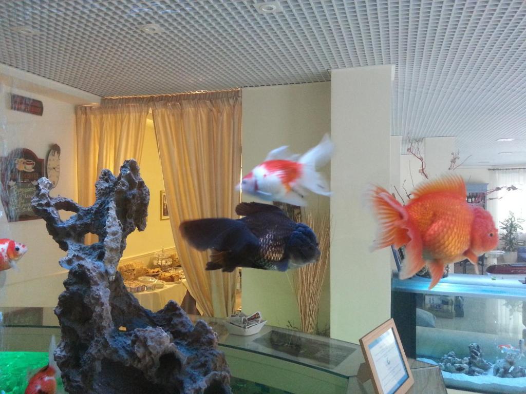 Il Gatto Hotel 3*